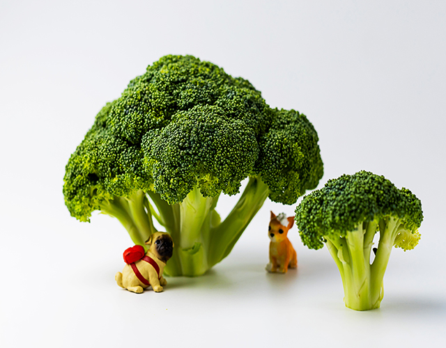 西蓝花、蔬菜、食材-康兴医疗器械官网
